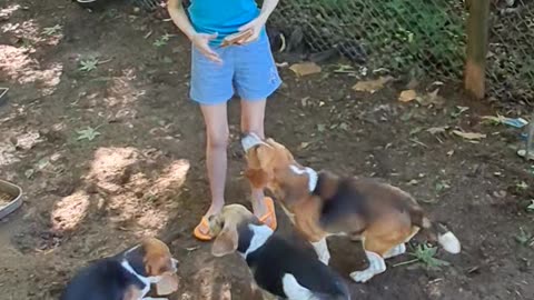 Well behaved beagles.