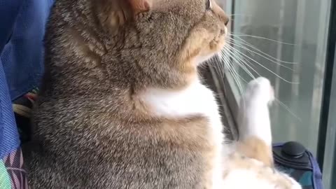 This kitty enjoys her views from the balcony.