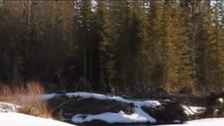 IS BIGFOOT ROAMING CALGARY FORESTS?