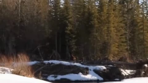 IS BIGFOOT ROAMING CALGARY FORESTS?