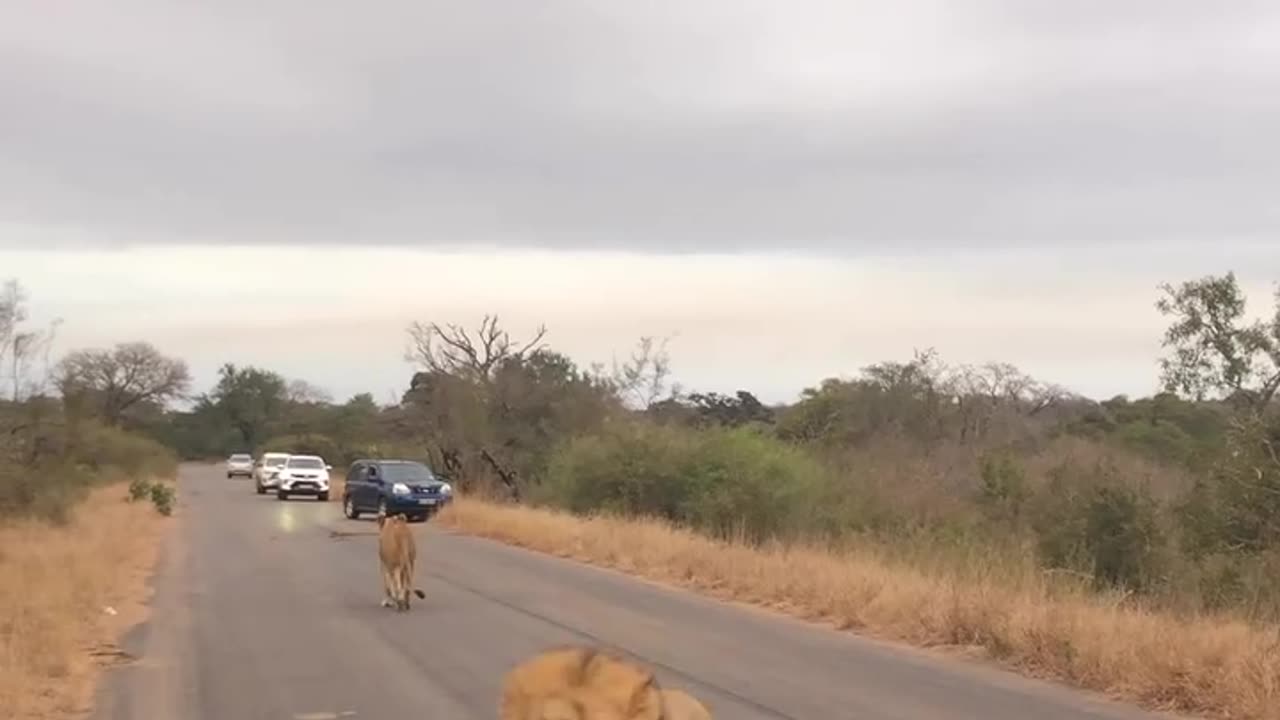 Lion attack 🙄🙄