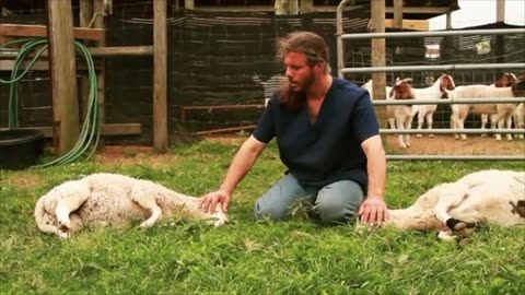 Zabihah Halal Slaughter Method