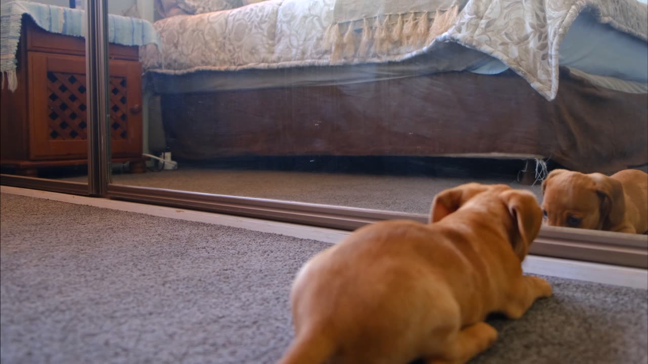 This dog just entered the ultimate boss battle… against herself