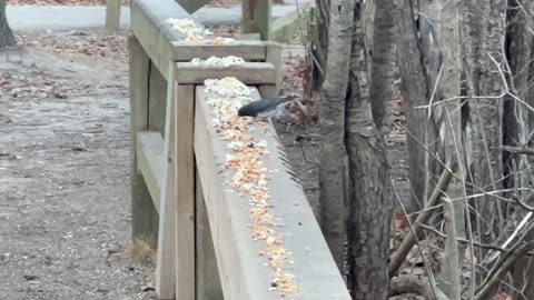 Residents of James Gardens Toronto