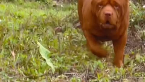 Cute Dog