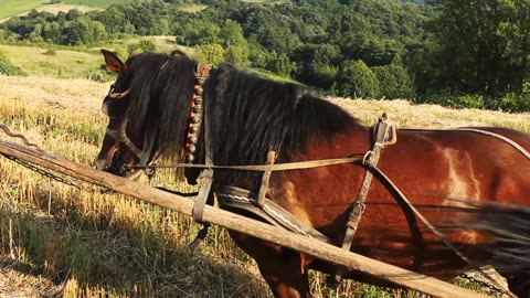 Albanian Horse in Albania