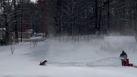 Dog Loves Catching Blowing Snow