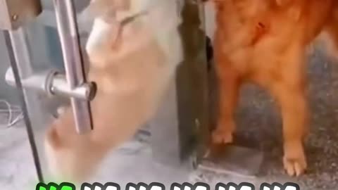 Top_10_Funniest_Animal_Videos_That_Went_Viral_in_2024_#short_#funny_#memes