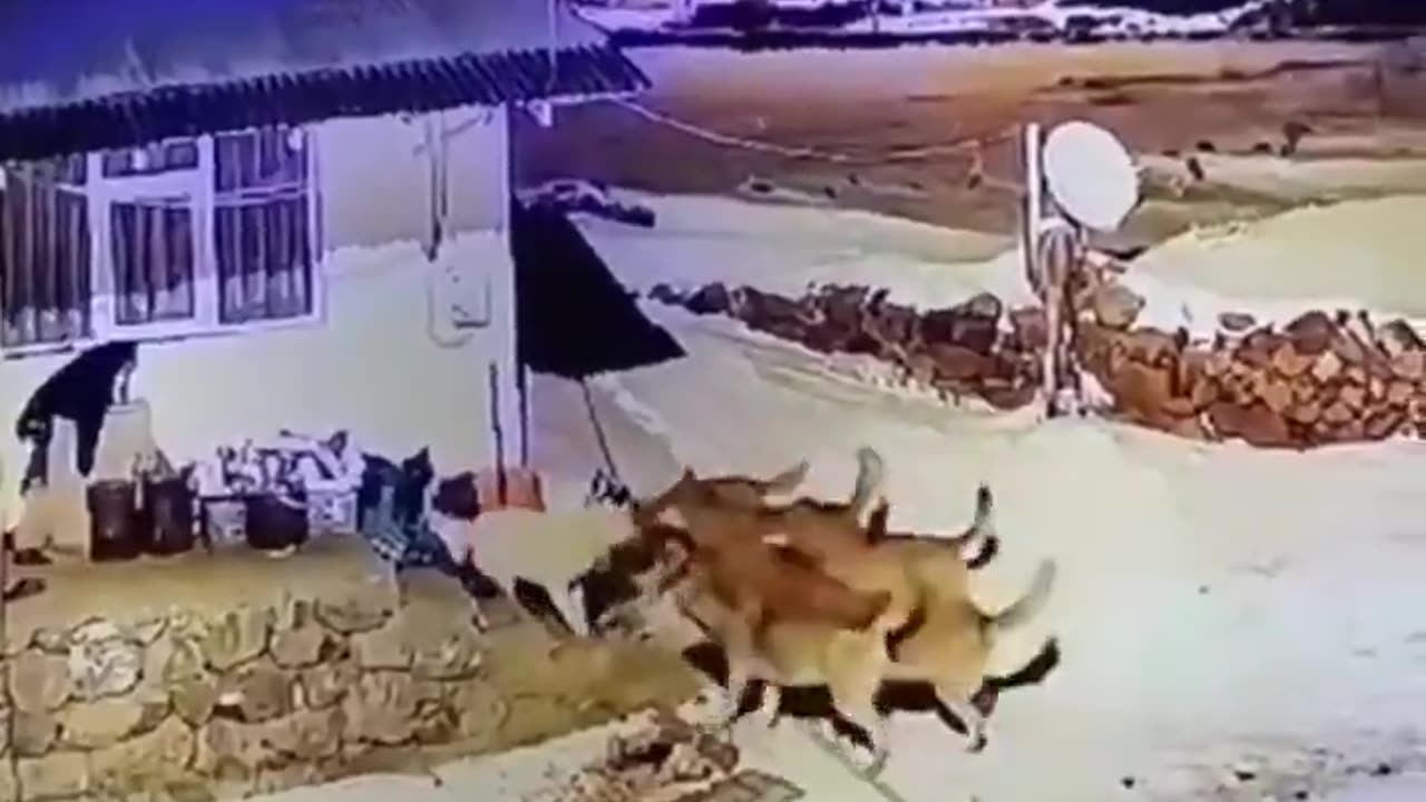 Dog takes the high ground and fends off 6 wolves attacking it