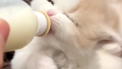 Cute cat 😺 and funny videos 😹 Non-stop 😂 laugh