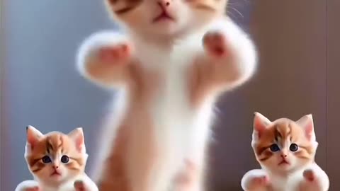 Funny Cat