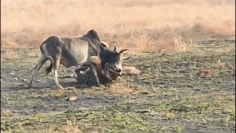 Tiger hunts down bull