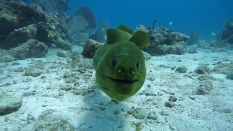 eel bites his buddy