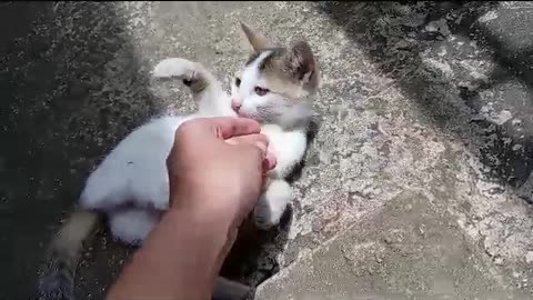 Funny Cat Playing