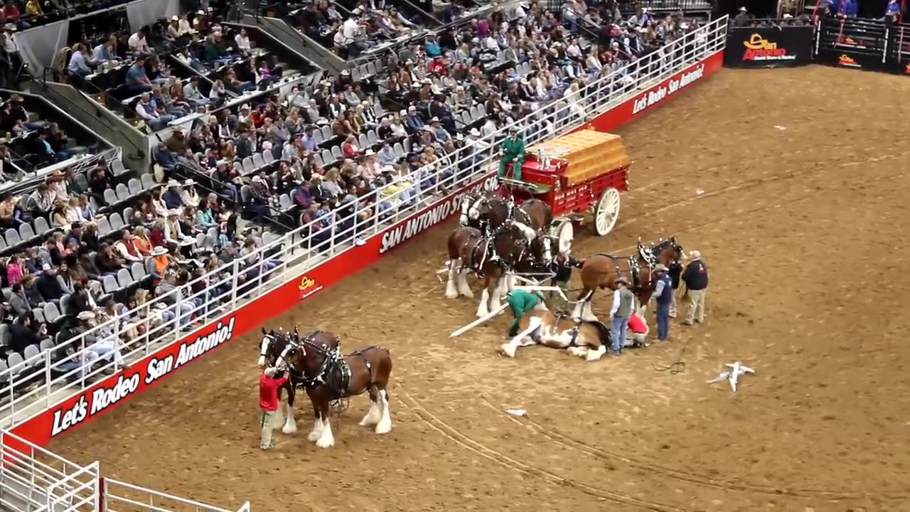 Budweiser Wagon Accident at the SA Rodeo 2023