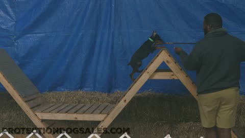 Protection dogs navigate creepy agility course