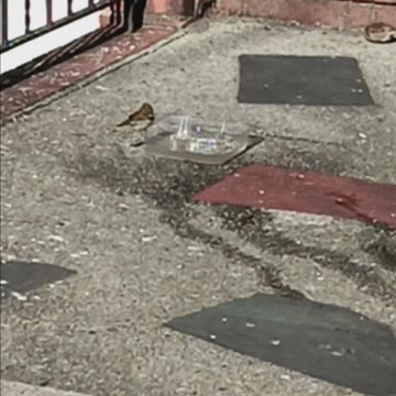 Sparrows drinking.