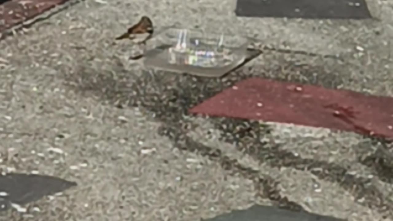 Sparrows drinking.