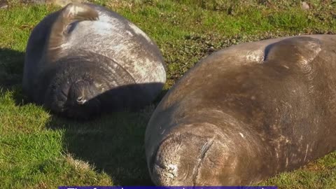 Seal elephant