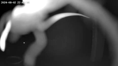 Cockroach on the cam