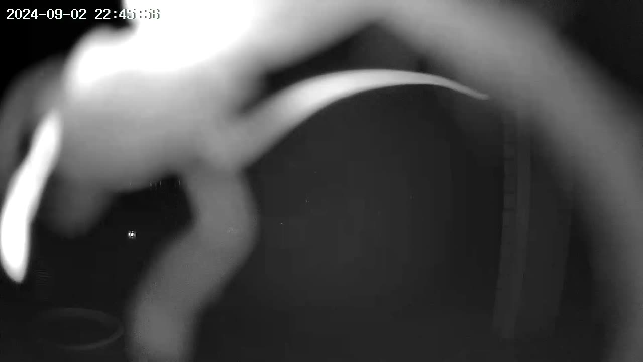 Cockroach on the cam