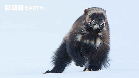 Baby Wolverine Takes Its First Steps Above Ground