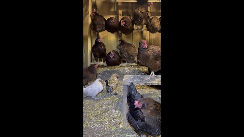 Chickens ready for bed in their coop