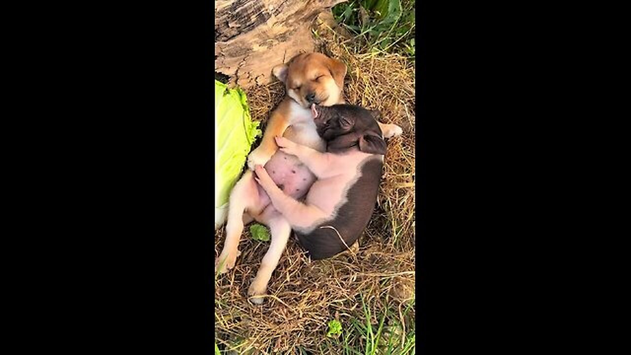 pig and dog fell asleep