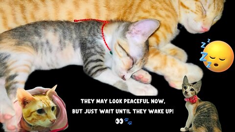 Nap before zoomies - Sleeping Cuties Troublemakers! 😹