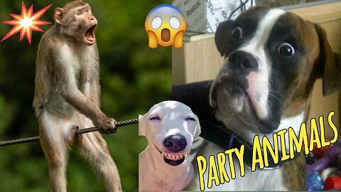 Funny Different Animals Chasing and Scaring People 2025 | Funny Animals