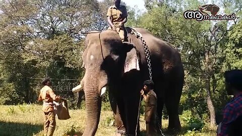 കാട്ടാനകളുടെ പേടിസ്വപ്നമായ ചിന്നത്തമ്പി _ Chinna thambi elephant malayalam _ Wild elephant attack