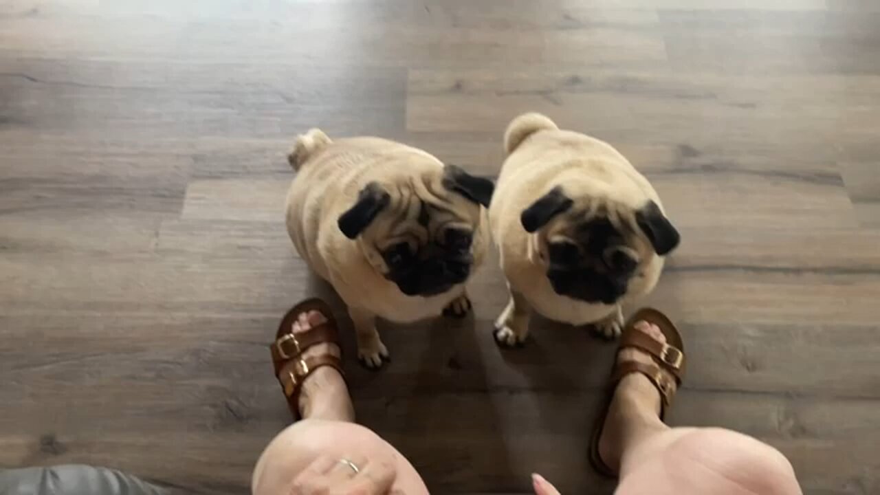 Murphy & Paddington’s Biscuit Treat Time with Nona | Pugs and Snack time PSN Experiment