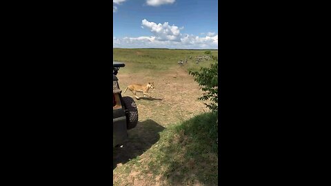 wild life