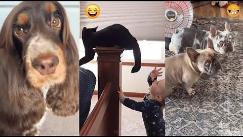 Funny dogs and cats video in 2025