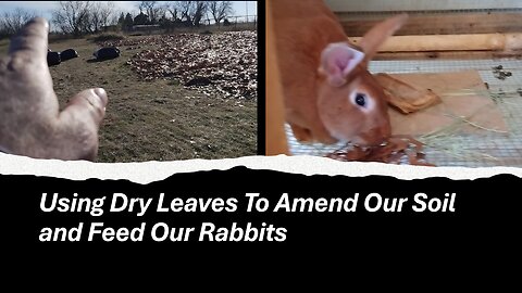 Using Dry Leaves To Amend Our Soil & Feed Our Rabbits