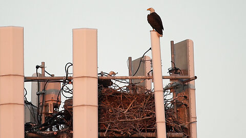 Local Bald Eagle Brings Nesting Material