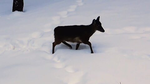 White-tailed deer