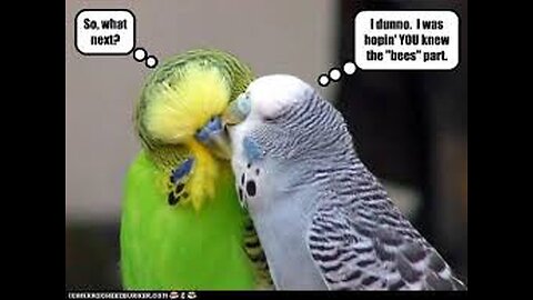 Funny Love Birds Compilation 2025 | HAHA | pt.6