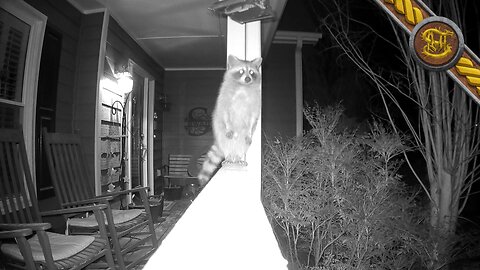 My Dad thought that the Bird Feeder was high enough before I showed him this Clip.