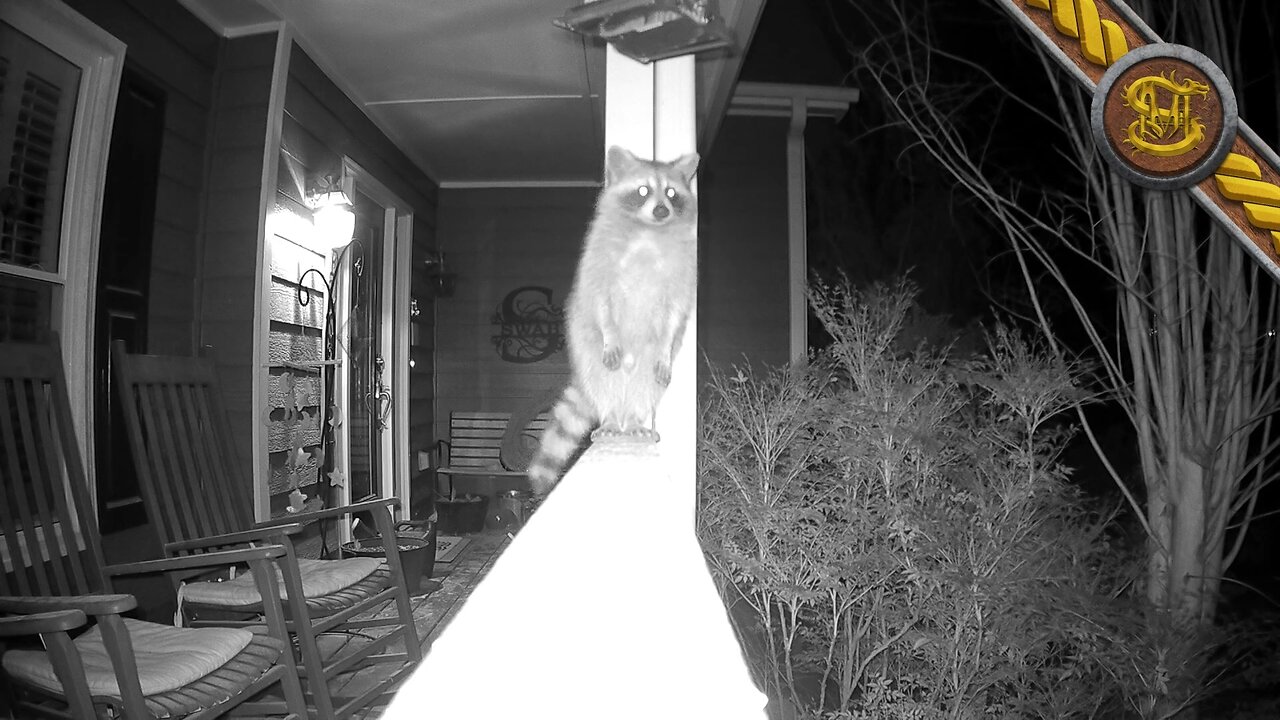 My Dad thought that the Bird Feeder was high enough before I showed him this Clip.