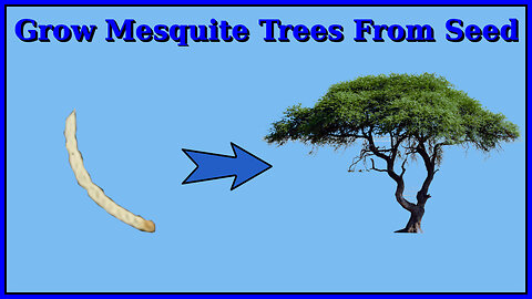 Growing Mesquite