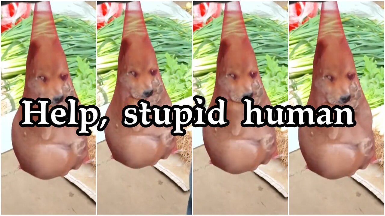 Help, stupid human