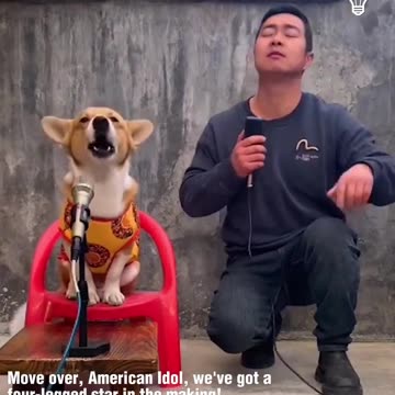 Watch this dog belt out the tunes!.hd