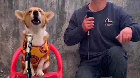 Watch this dog belt out the tunes!.hd