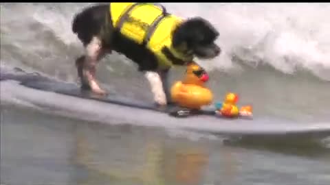 San Diego Surfing Dogs Music Video - Katy Perry/Snoop Dog California Gurls