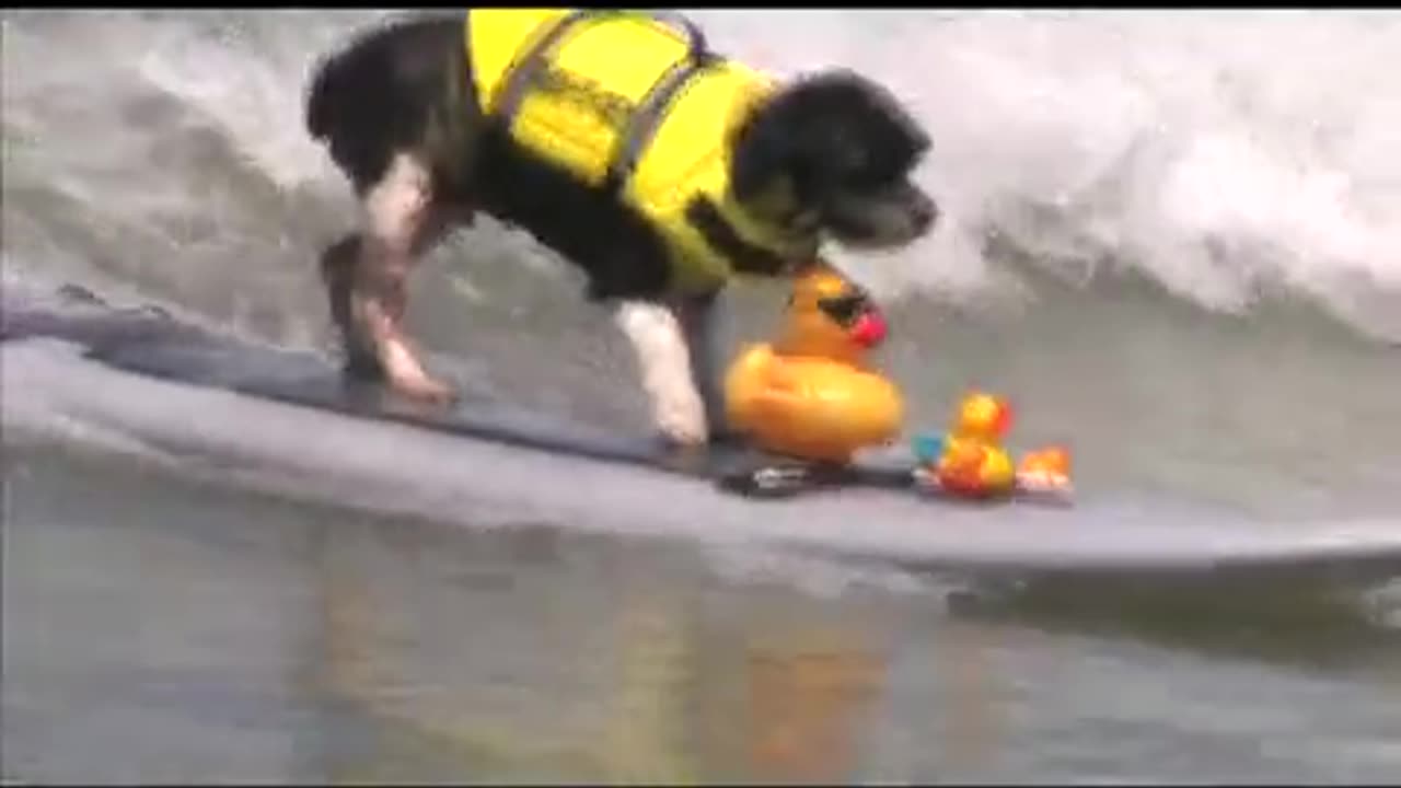 San Diego Surfing Dogs Music Video - Katy Perry/Snoop Dog California Gurls