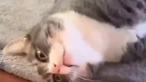 😹😹😹😹