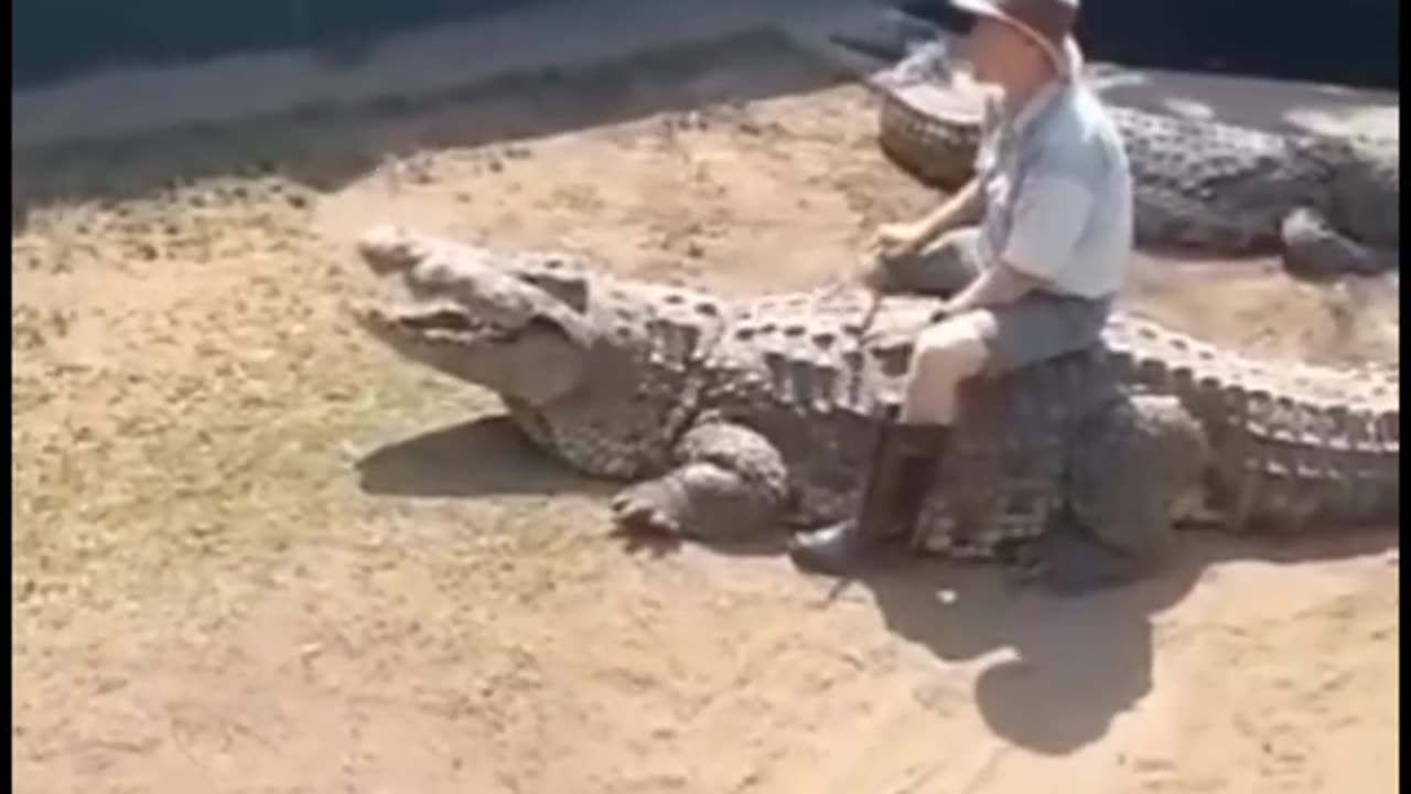"Zookeeper Narrowly Escapes Alligator Attack!"