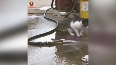 Come rejoice watching these cute funny animals