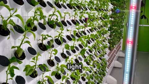 Transform Your Hydroponic Farm with Smart Tech: A Complete Automation Guide